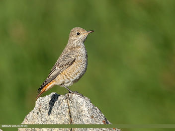 Rufous-tailed Rock-thrush (Monticola saxitilis) - image #465045 gratis